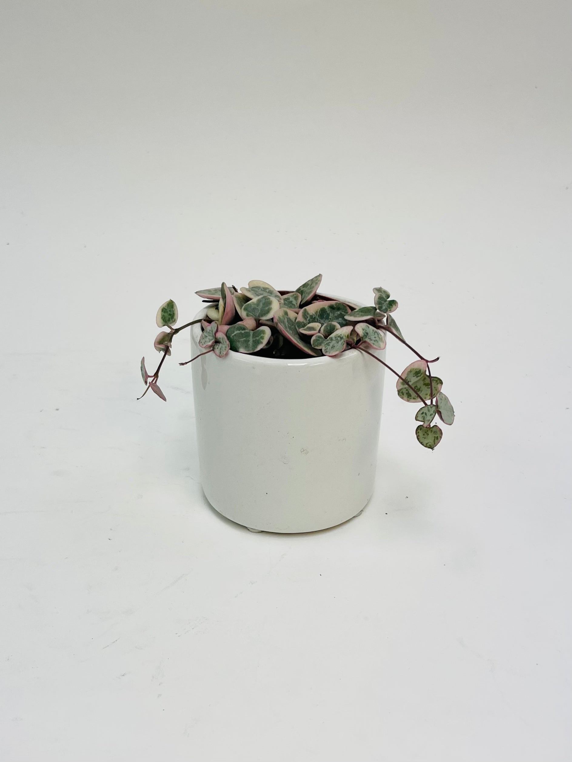 Variegated String of Hearts 3”