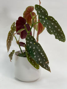 Begonia Maculata 4"
