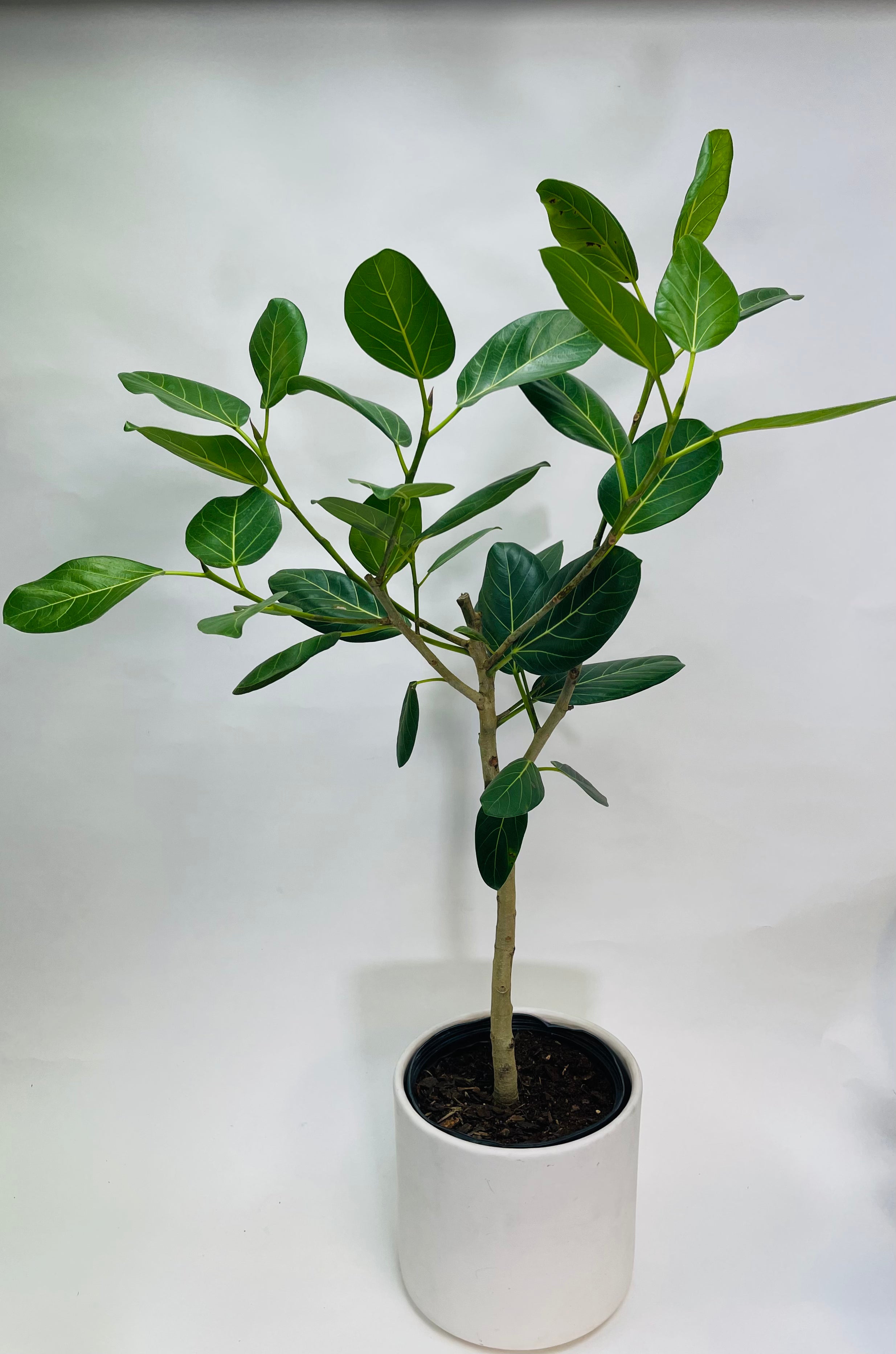 Ficus Audrey Standard 10”