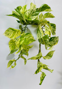 snow queen pothos for sale near me Snow Queen Pothos 6" – SF Plants